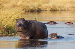 Royal Botswana Safari with Victoria Falls hippo
