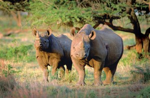 Hwange Park, Zimbabwe - 4 Days black rhinos