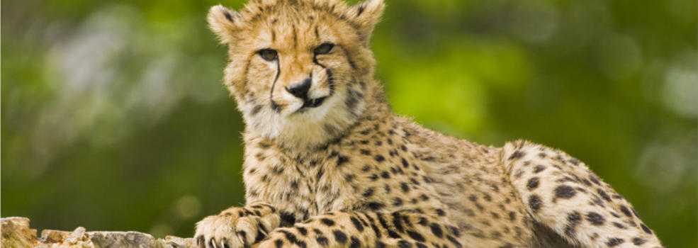 cheetah-smirking-985x350