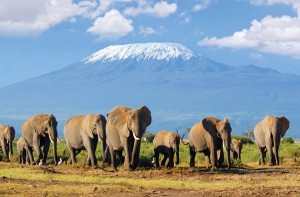 Safari to Serengeti - Tanzania elephants and Mt Kilimanjaro