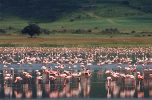 Tanzania Adventure flamingoes beyond Ngorongoro Crater