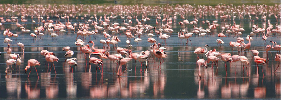 flamingo-beyond-ngorongoro-crater-lodge-985x350