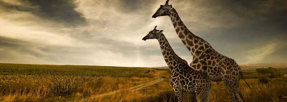giraffes-over-horizon985x350