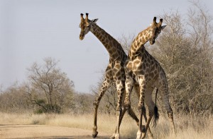 Safari with Mozambique Mystique giraffes