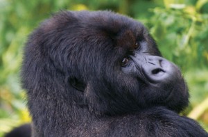 Rwanda Gorilla Trekking: gorilla close-up