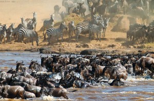 Safaris visiting Tanzania: the great migration