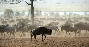Migrating antelope on the dusty savannah