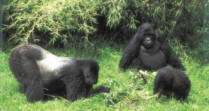 Silverback gorilla family