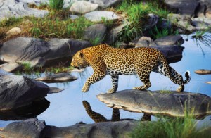 leopard crossing a river great south africa safaris