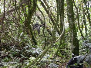 Uganda Discovery Safari Bwindi Impenetrable Forest gorilla