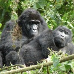 Uganda Discovery Safari gorillas in Bwindi