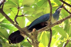 Uganda Primate Adventure Great Blue Turaco
