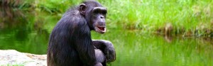 Uganda Primate Adventure chimpanzee