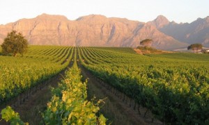 Full Day Cape WInelands tour Klein Zalze vineyard