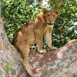 safaris visiting Uganda tree-climbing lion