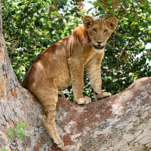 Uganda Discovery Safari tree lion