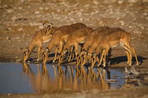 safaris visiting Namibia Etosha Pan impala