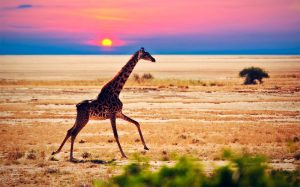 Kenya Explore Safari
