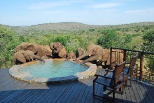 Thanda Tented Camp elephants at the pool